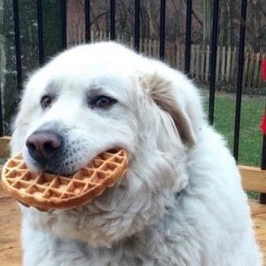 Meet your Posher, Ethan